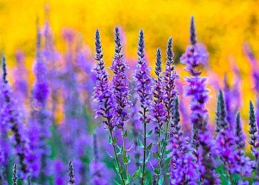 PSVR版《淤能碁吕物语》已推出 PSVR2版2＆22发售