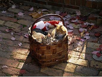 《瘟疫传说：安魂曲》将支持光追和DLSS Steam预购已开启